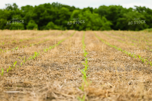Early Growth Corn 233010