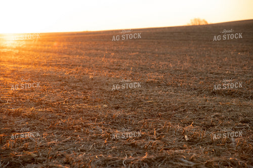 Sunrise over Soybean Stubble 25861