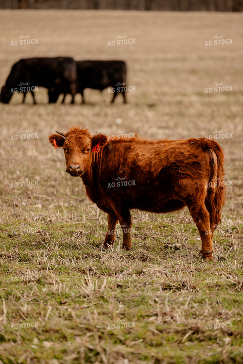 Red Angus Cattle Grazing 104040