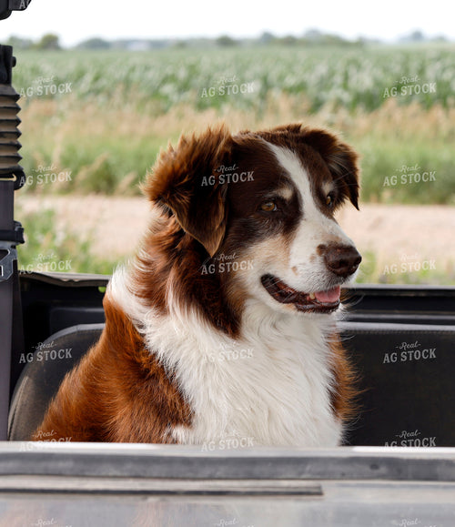 Farm Dog 141590