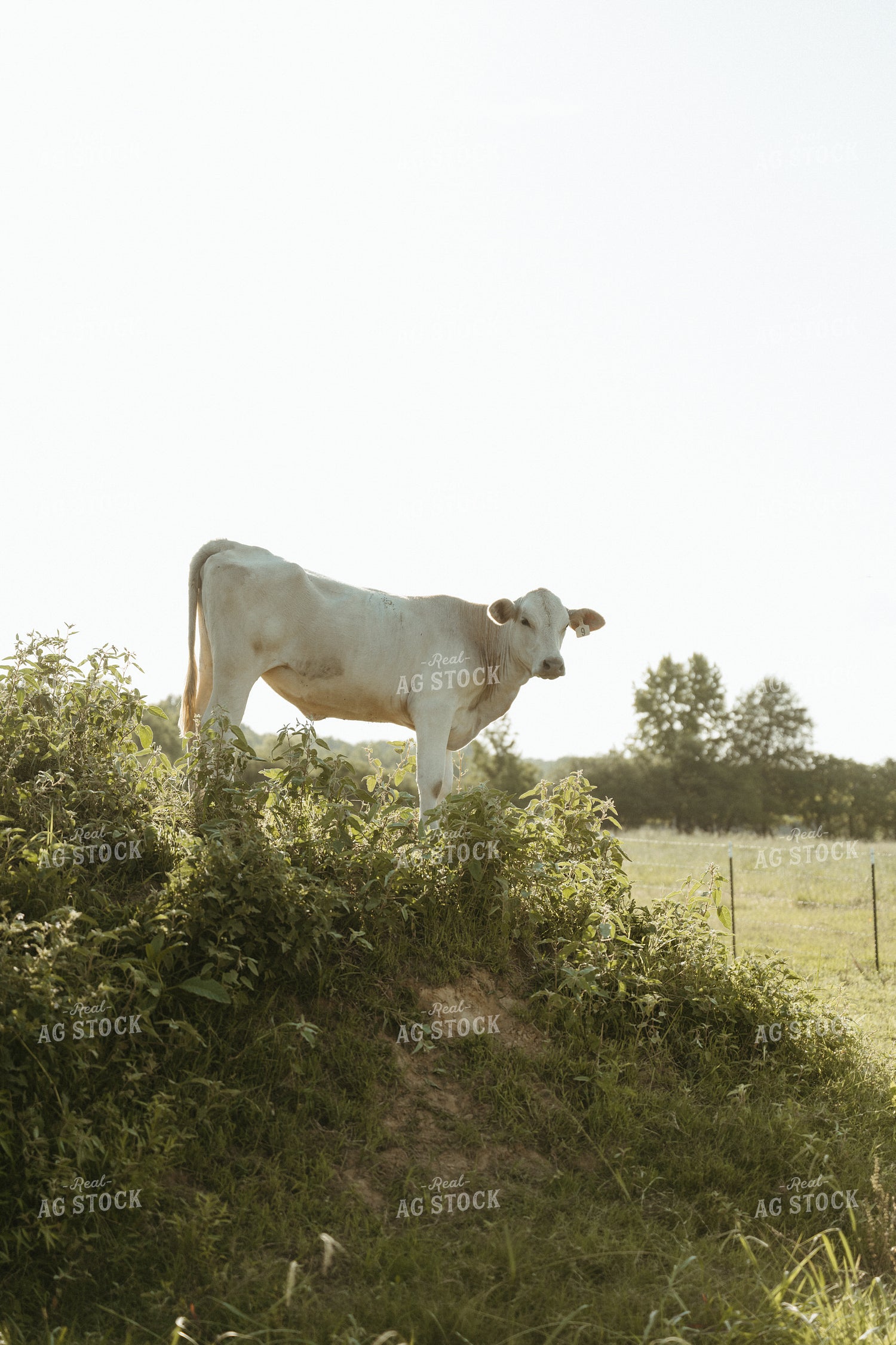 Cattle on Pature 125309