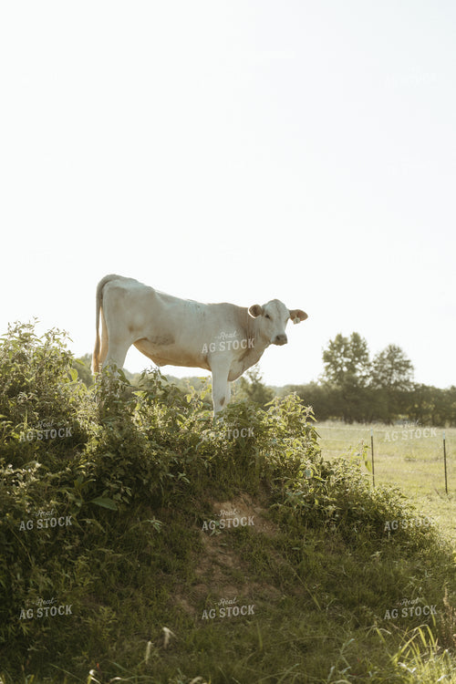 Cattle on Pature 125309