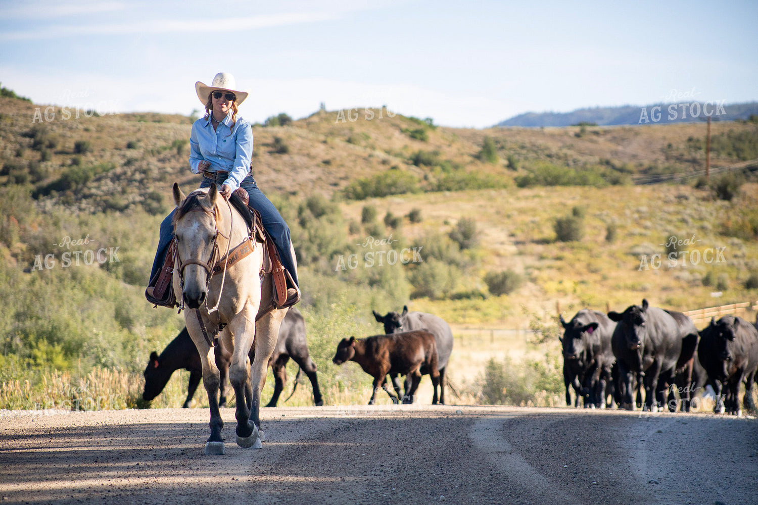 Cowgirl on Cattle Drive 117389