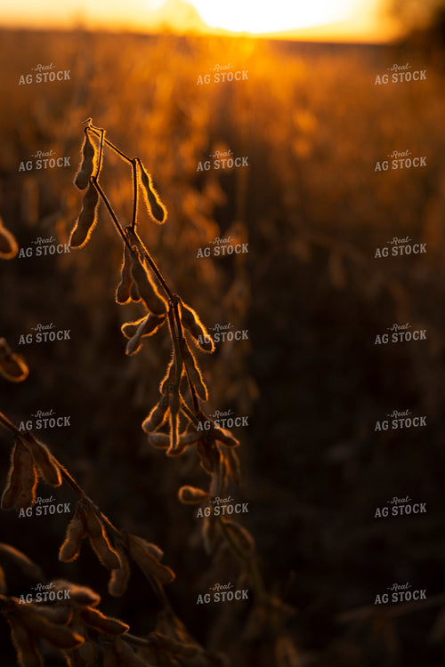 Soybeans - Dry 1549