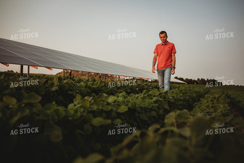 Farmer with Soybean Field and Solar Panels 4608