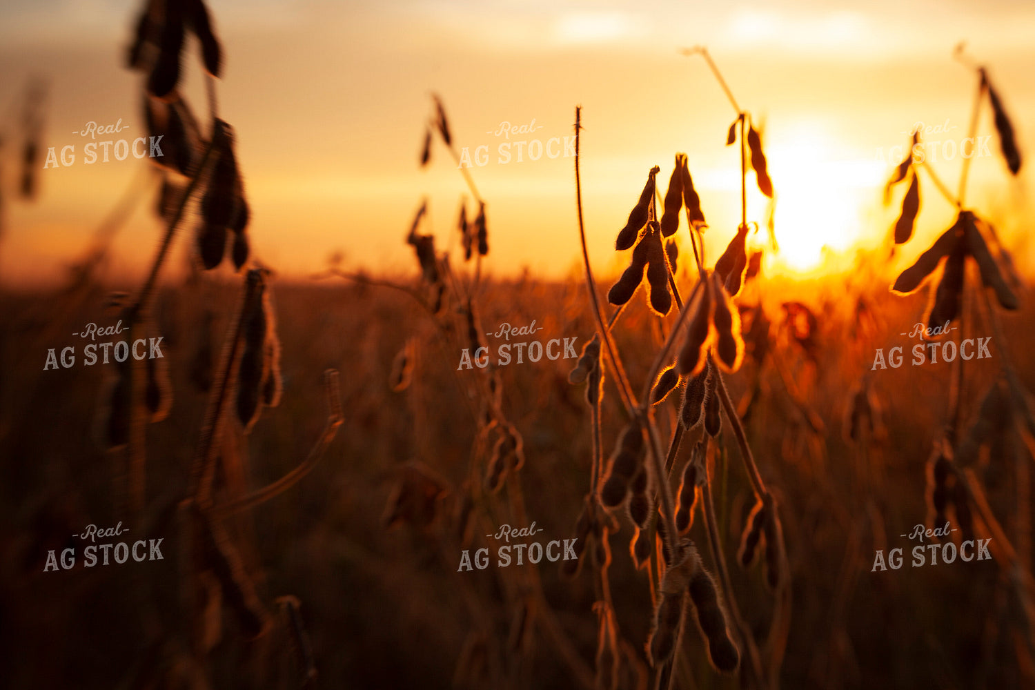 Soybeans - Dry 1597