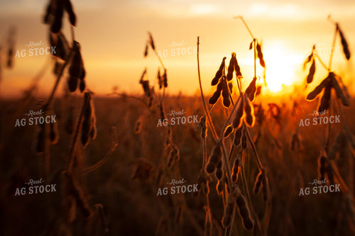 Soybeans - Dry 1597