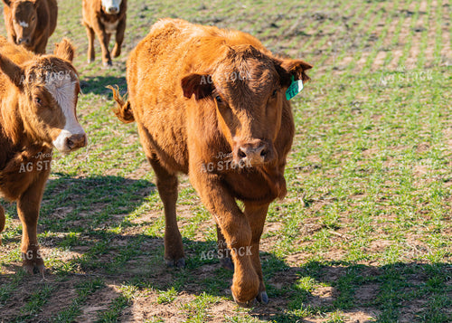 Cattle Grazing on Cover Crop 231114