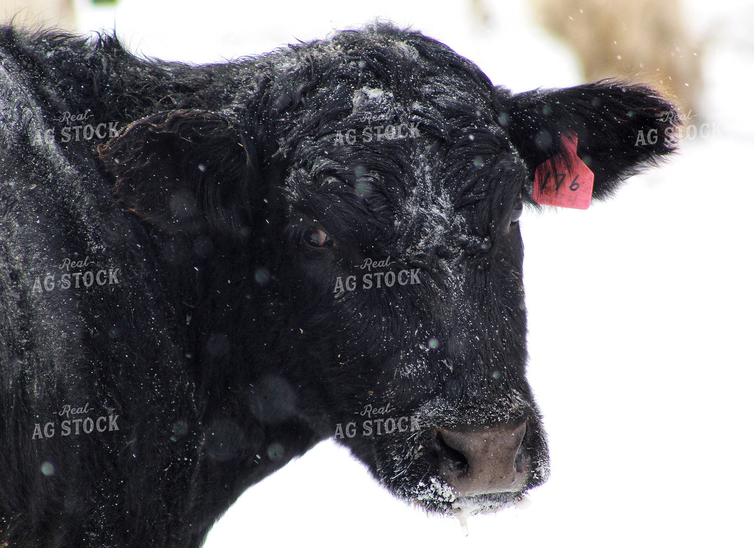 Black Angus Cow Covered in Snow 141095
