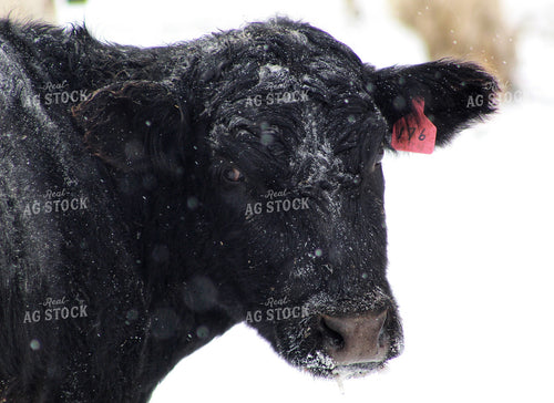 Black Angus Cow Covered in Snow 141095