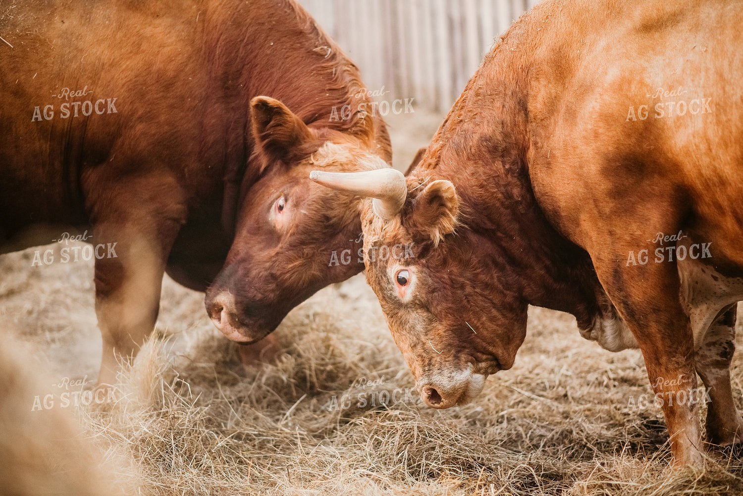 Bulls Butting Heads 64027