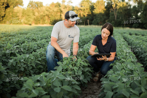 Agronomist and Farmer Scouting Soybean Field 6106