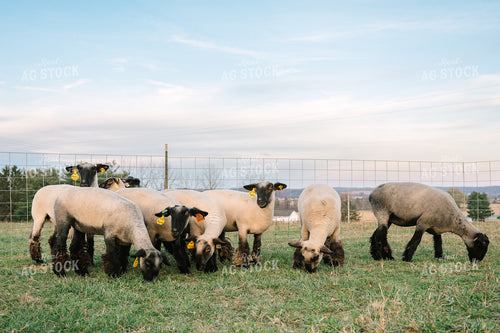 Sheep on Pasture 269020