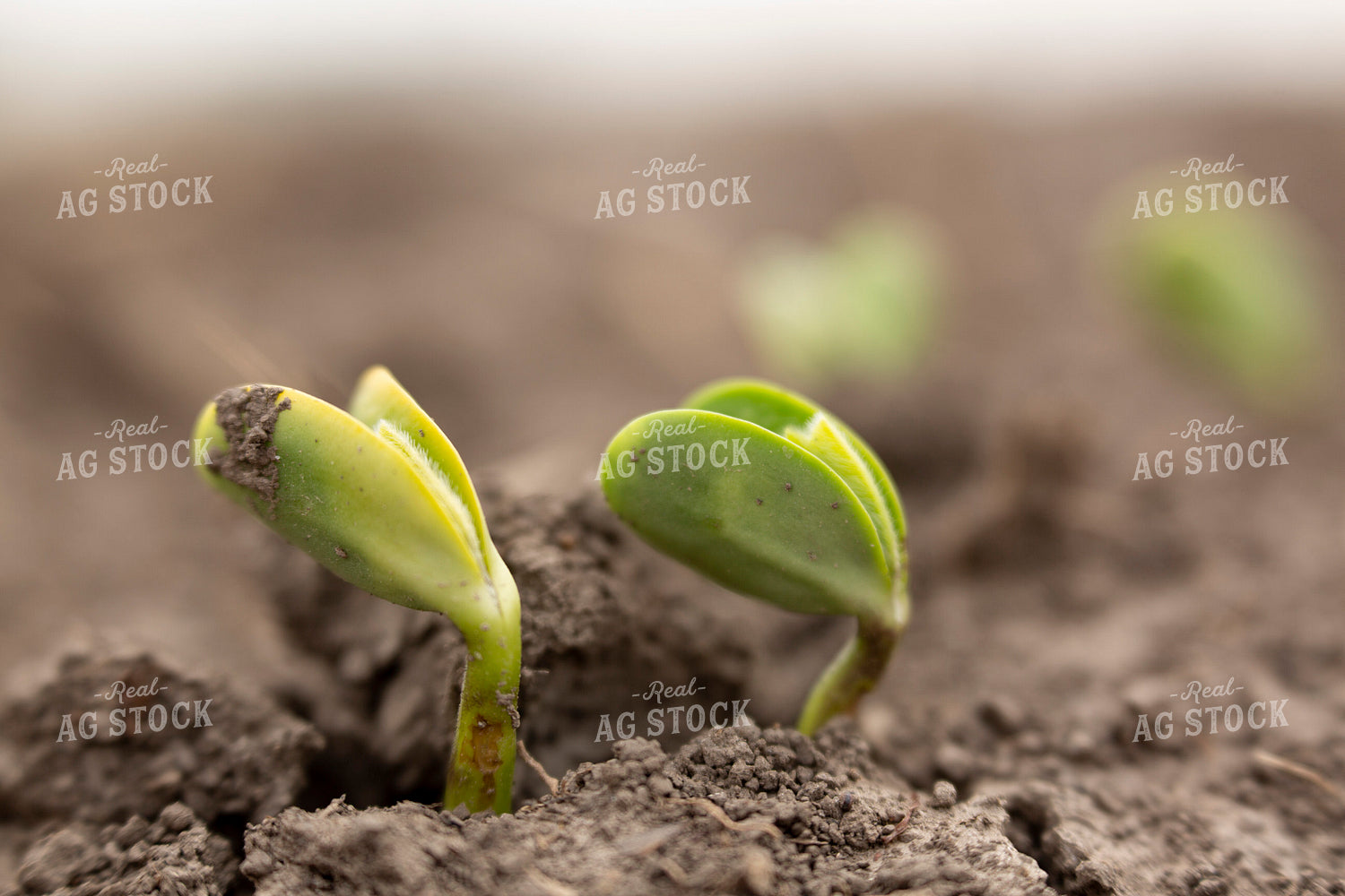 Soybeans - Early Growth 1394