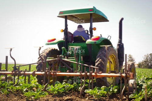 Working Lettuce Field 148012