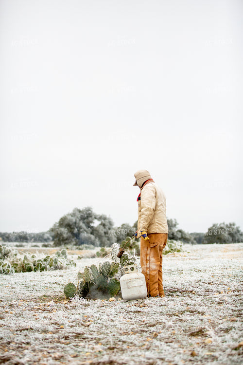 Melting Snow off Cacti for Cattle Feed 134066