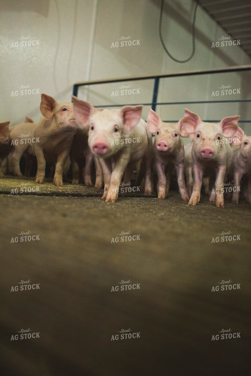 Piglets in Modern Barn with Feeding Mat 3883