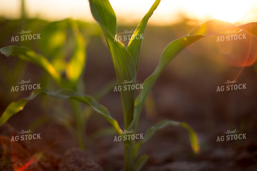 Corn - Early Growth 1082