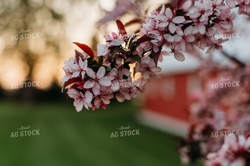 Apple Blossoms 174050