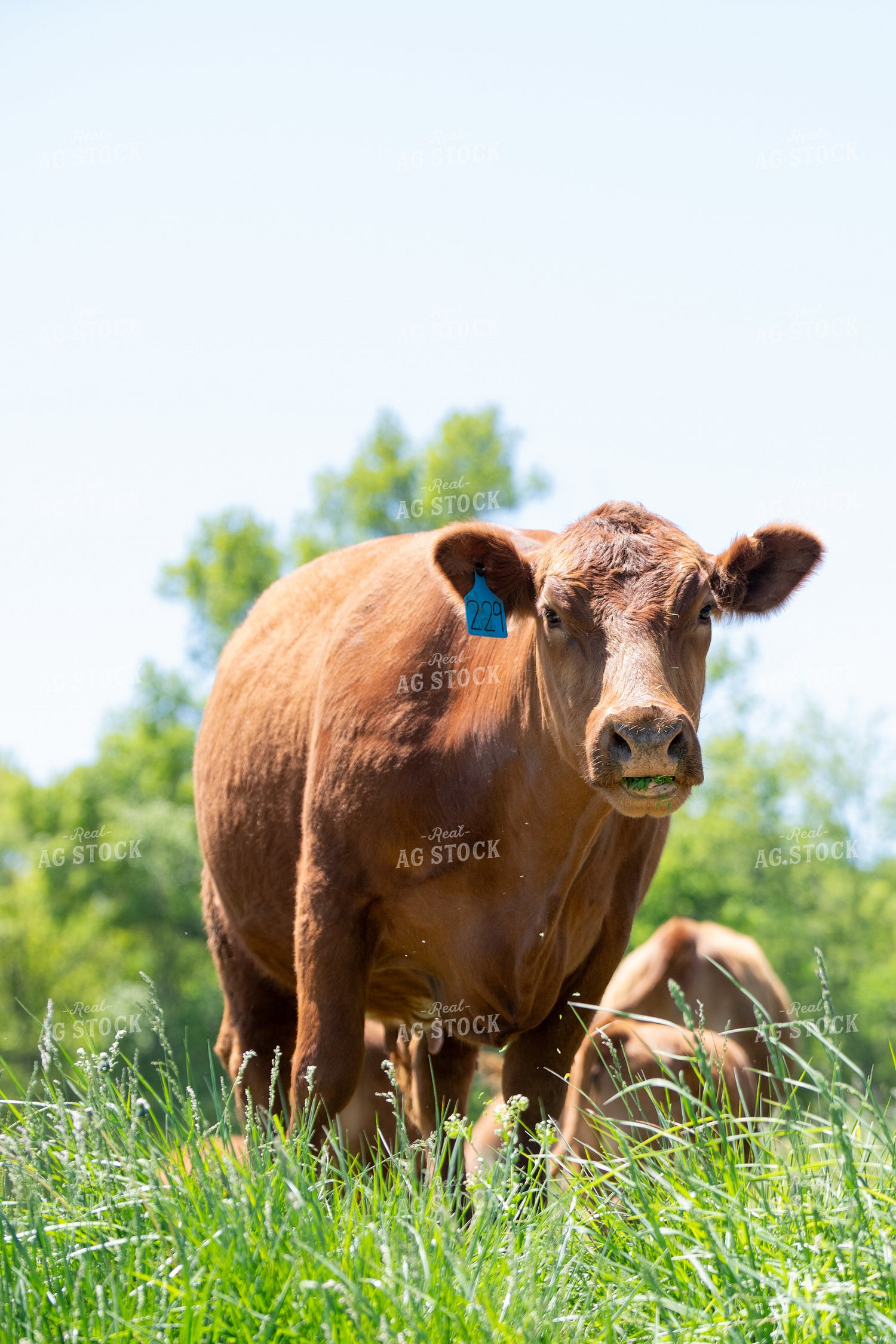 Red Angus Cow Grazing 193100