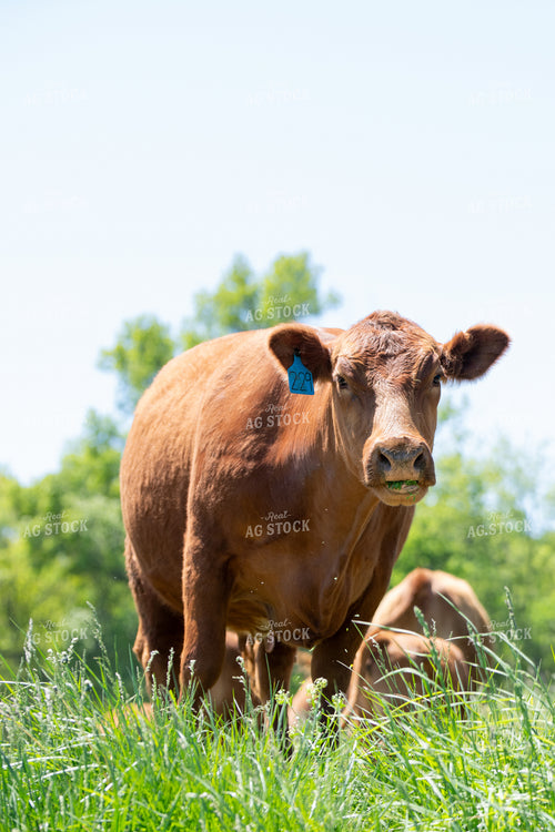 Red Angus Cow Grazing 193100