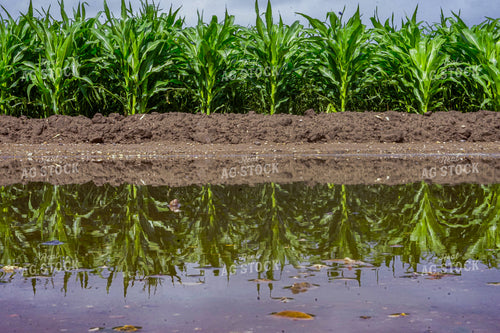 Corn by Standing Water 148007