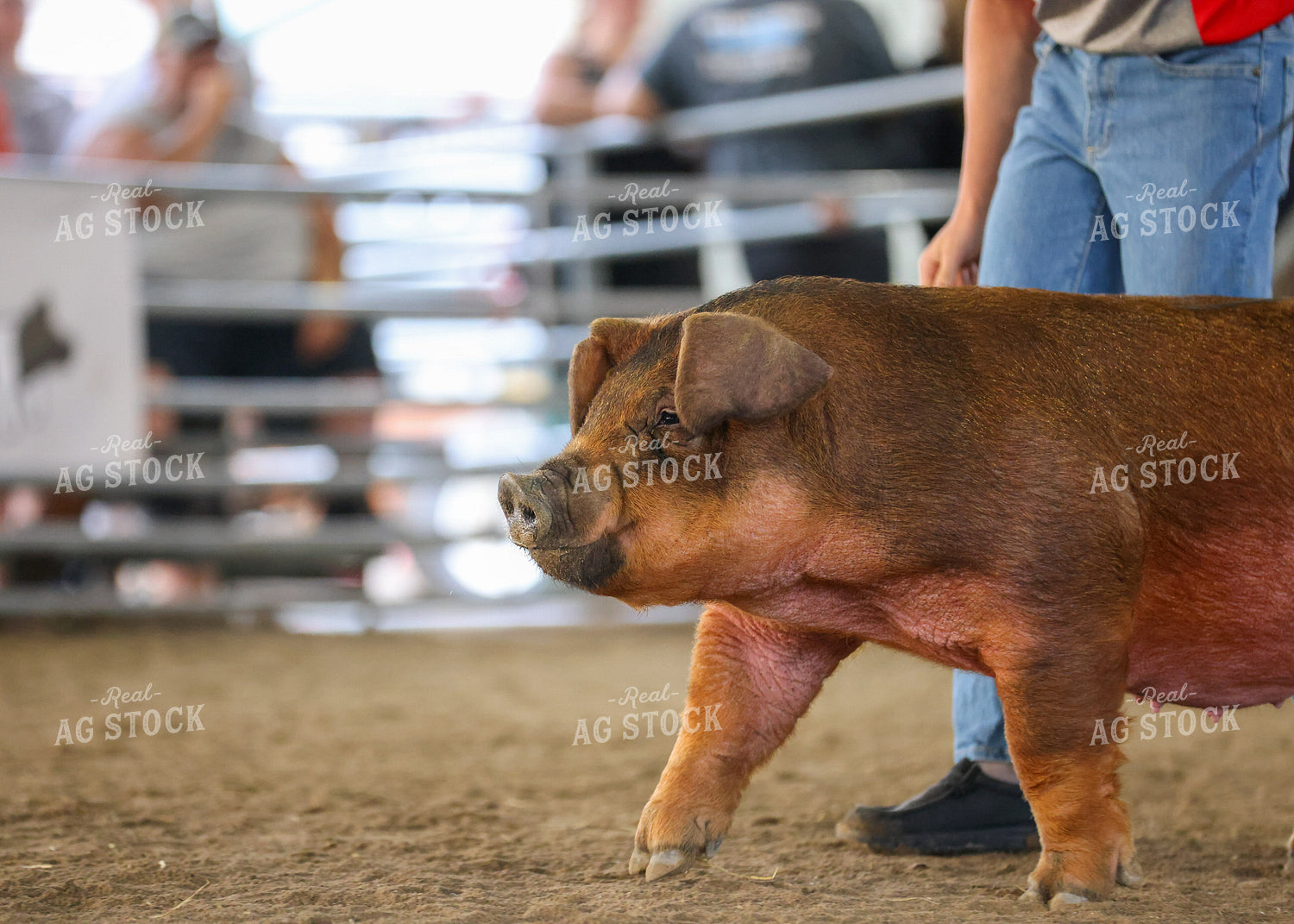 Showing Pigs 160100