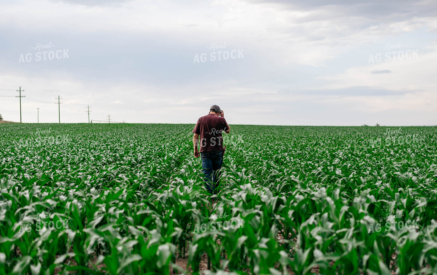 Scouting Corn 218024