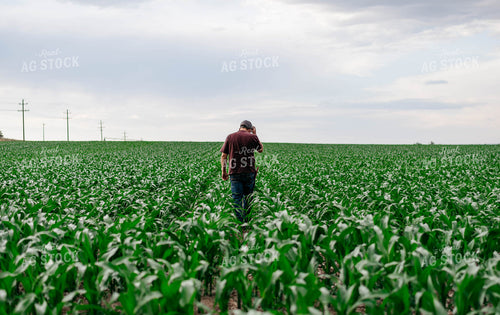 Scouting Corn 218024
