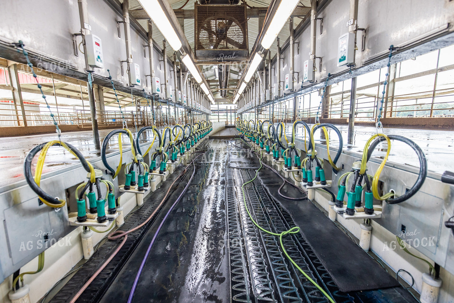 Milking Parlor 270228