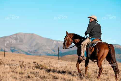 Rancher Herding Cattle 250179