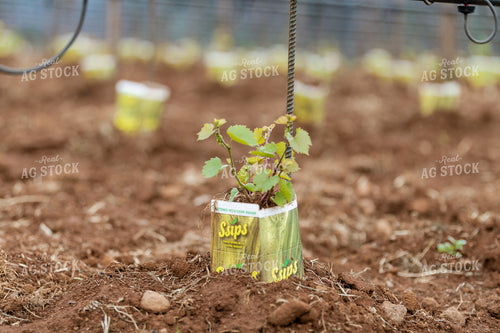 Vineyard Grape Production 107026