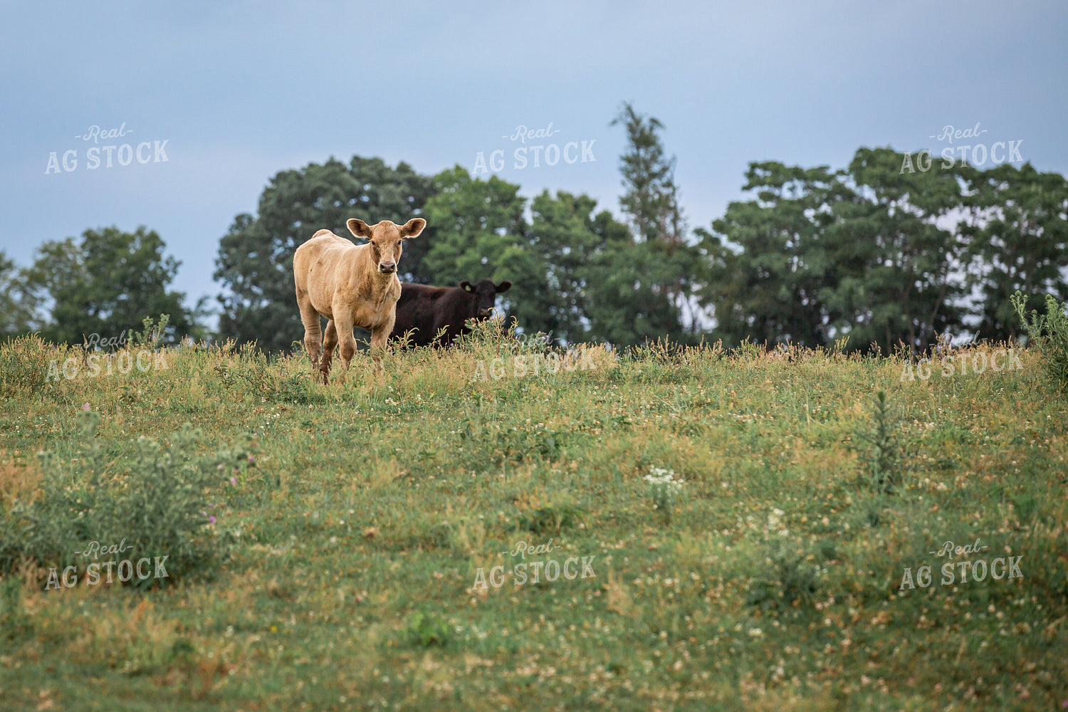 Cattle on Pasture 270240