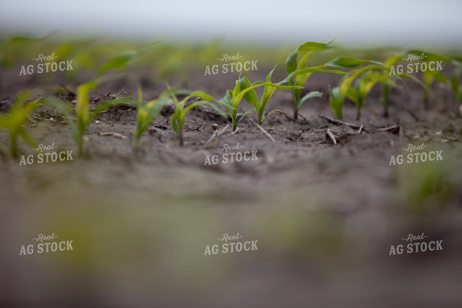 Corn - Early Growth 1186