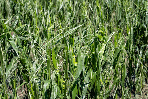 Hai Damaged Corn Field 65901