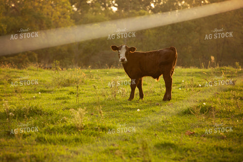 Cattle 2413