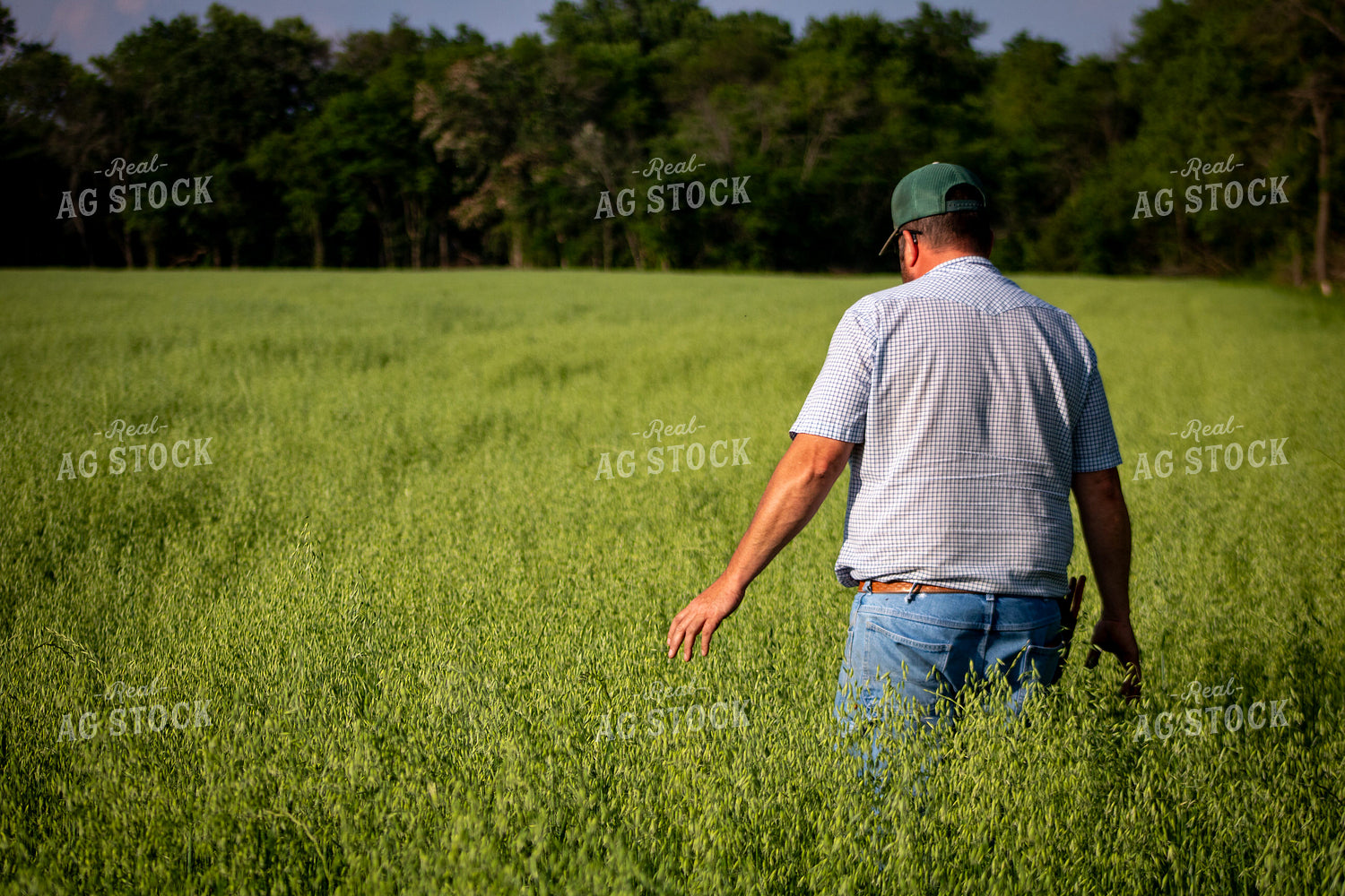 Farmer Checking Oats 214231