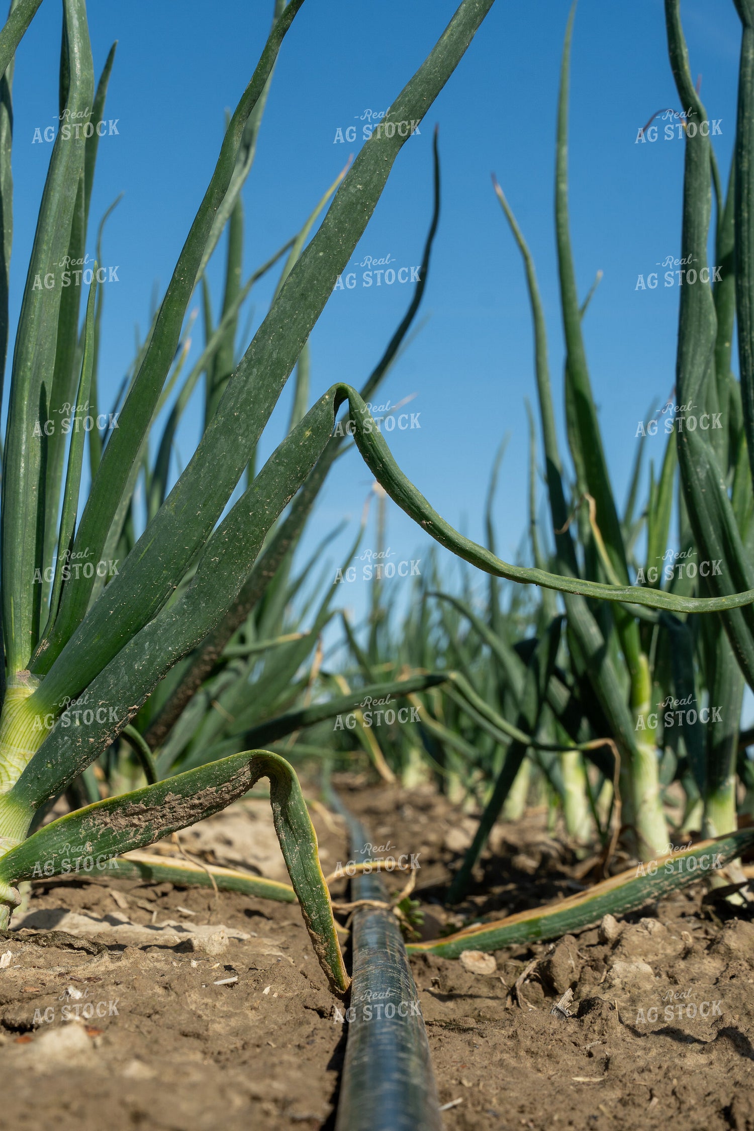 Onion Field with Drip Irrigation 65675