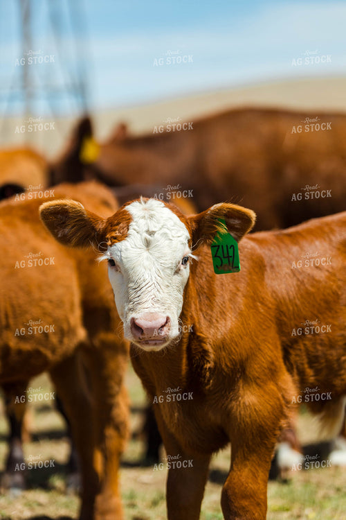 Cow Calf Pairs 97219