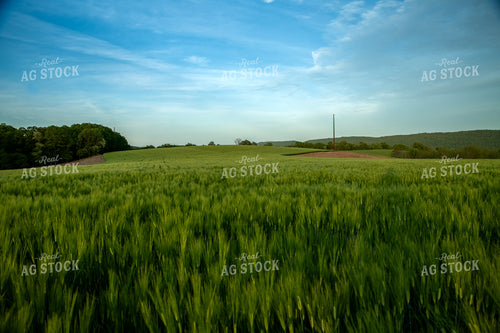 Barley Field 76582