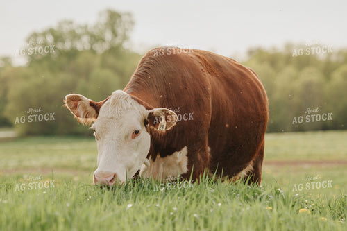 Hereford Cow in Pasture 68092