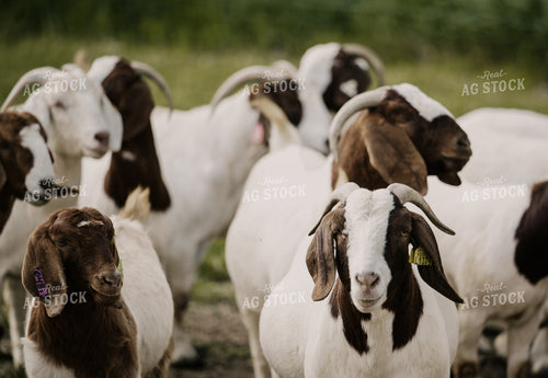Goats 185141