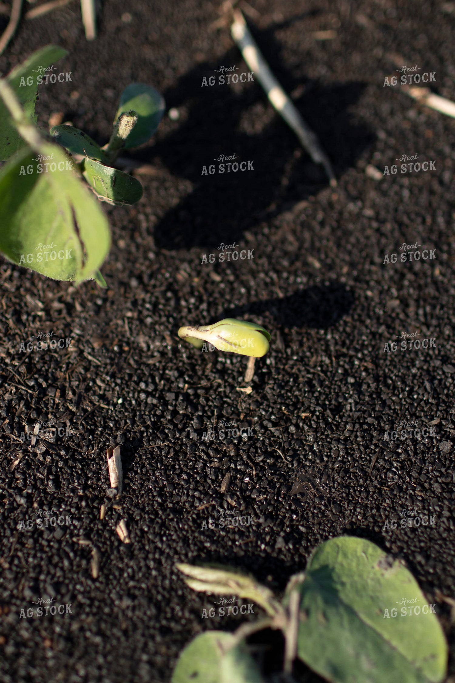 Sprouting Soybean Plant 5426