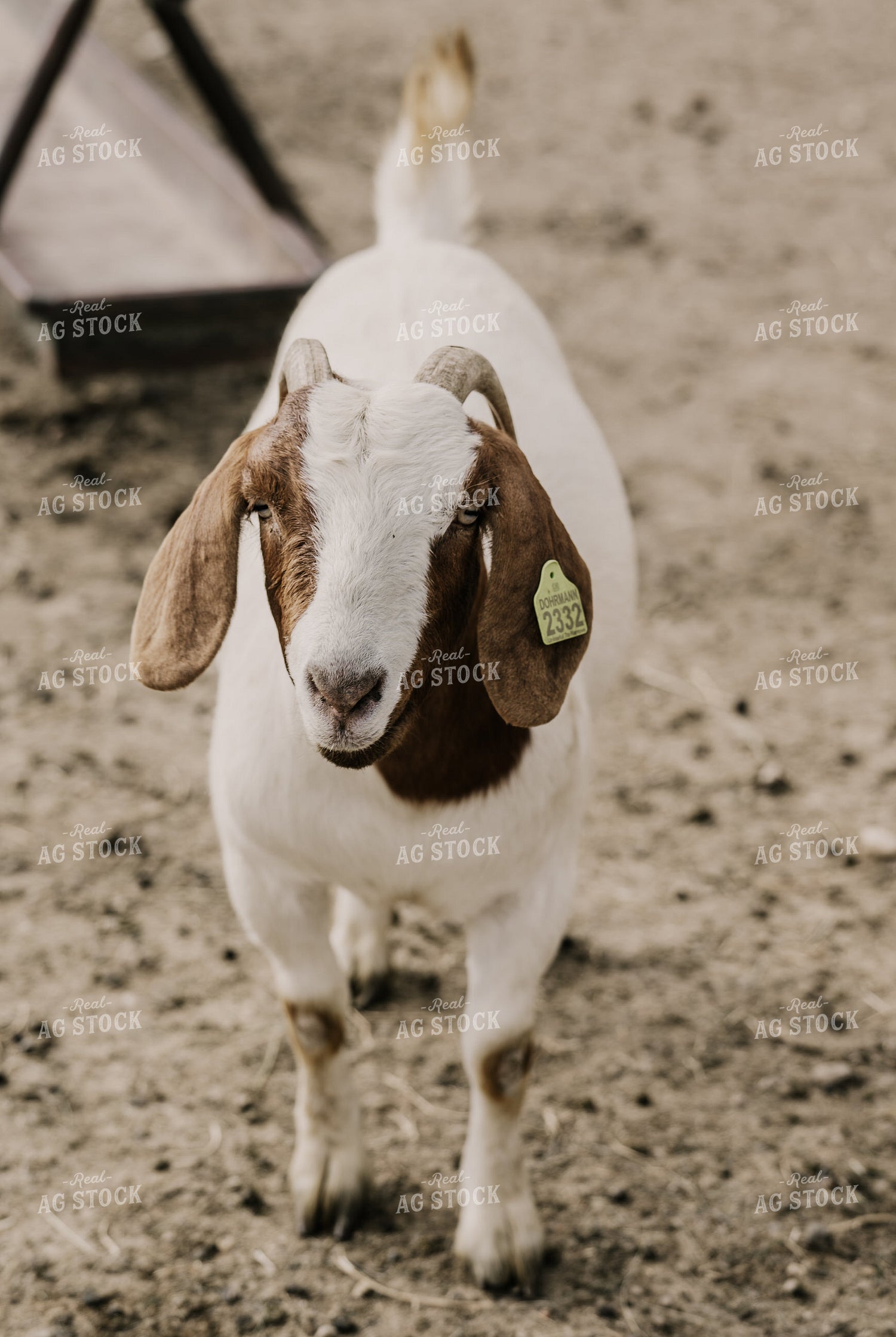 Goats 185133
