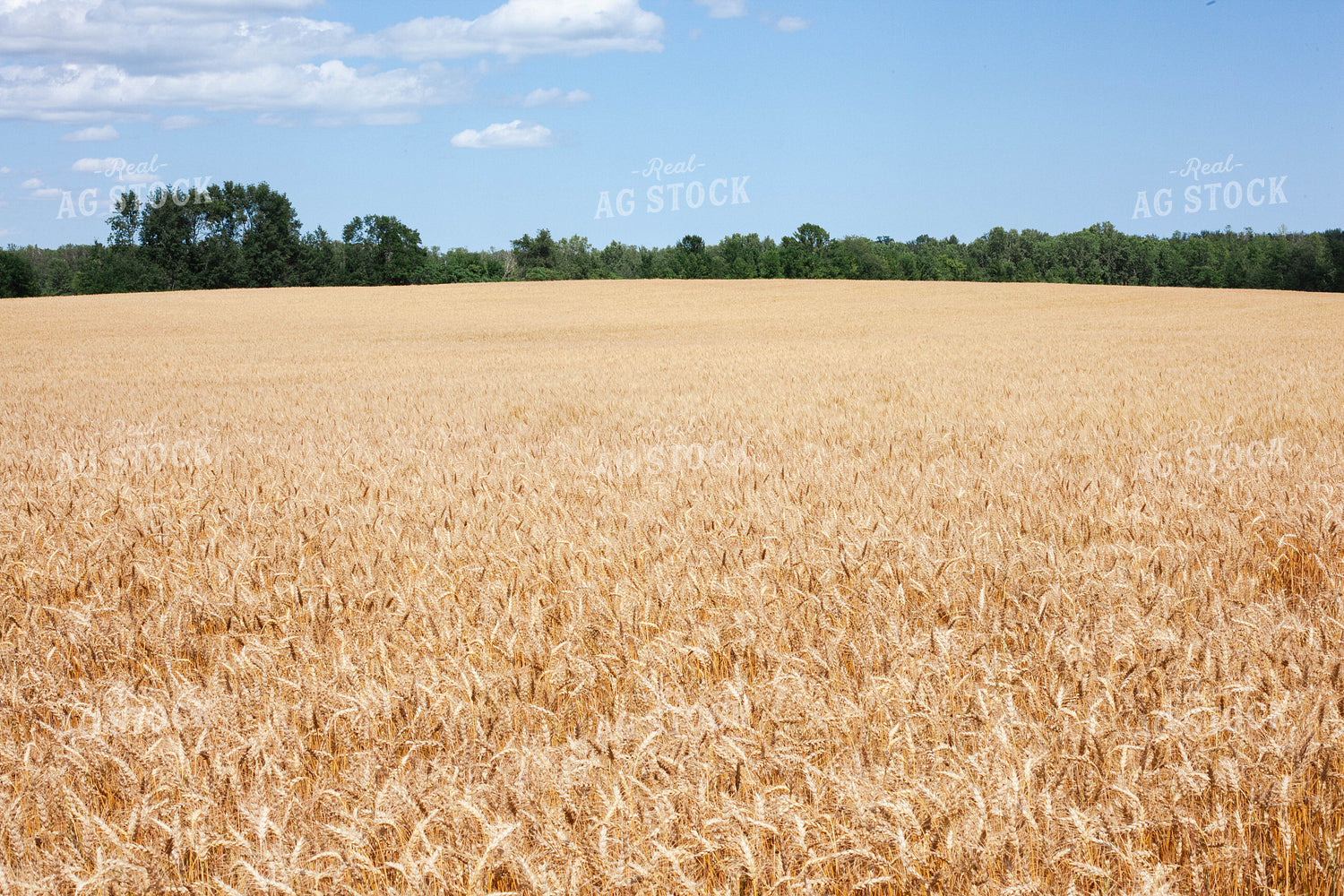 Open Dried Wheat Field 132007