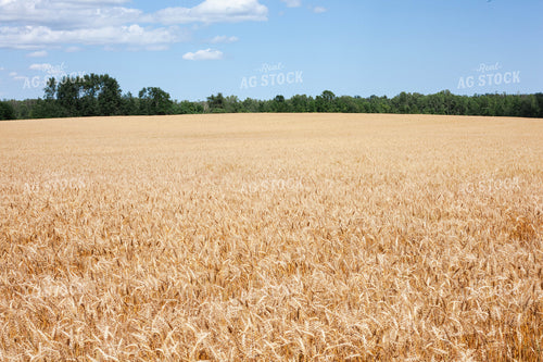 Open Dried Wheat Field 132007