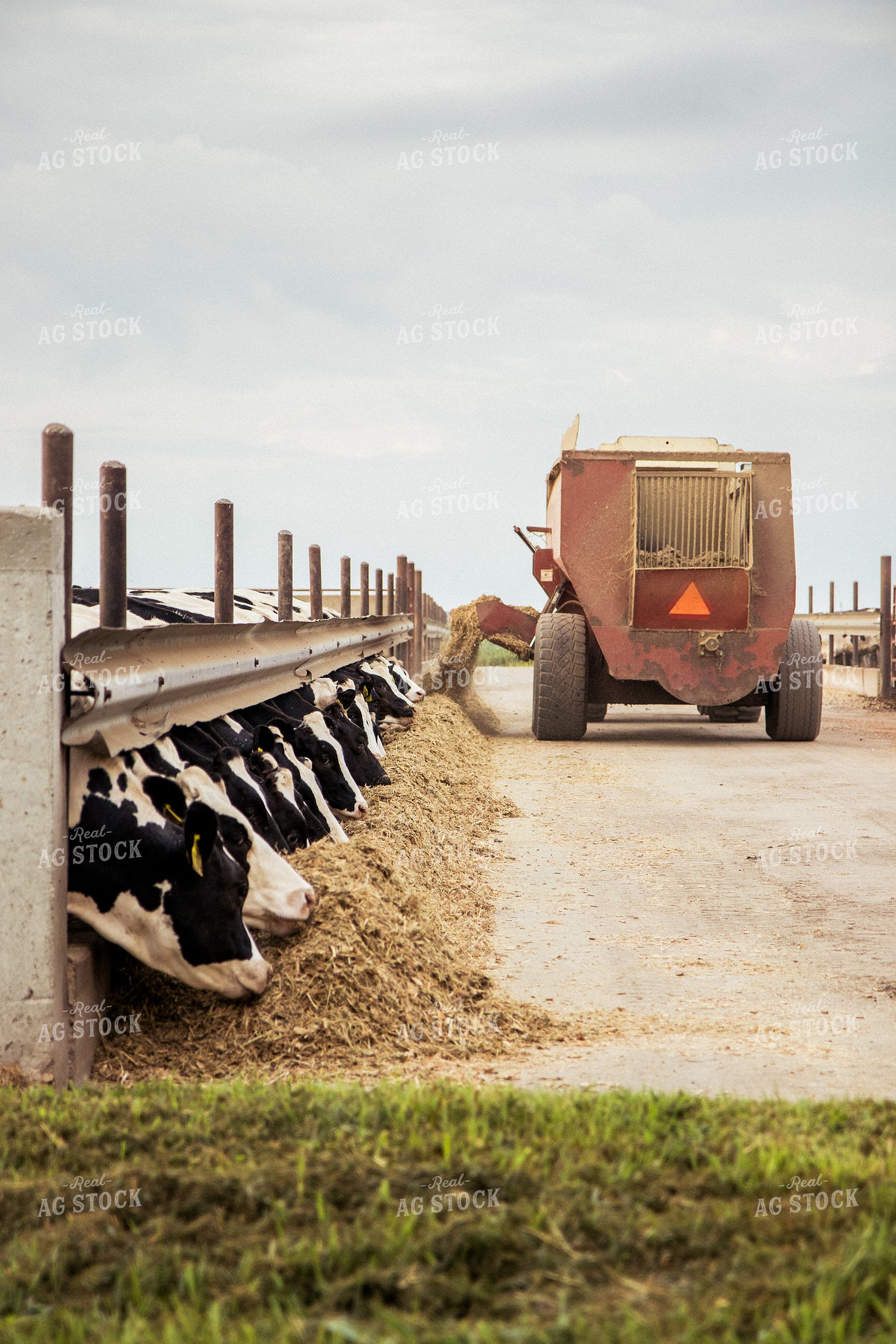 Feeding Total Mixed Ration to Holstein Cattle 67393