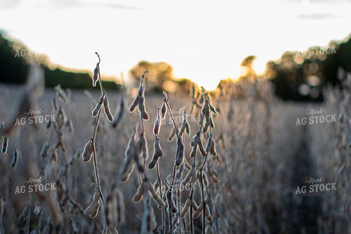 Soybeans 50385