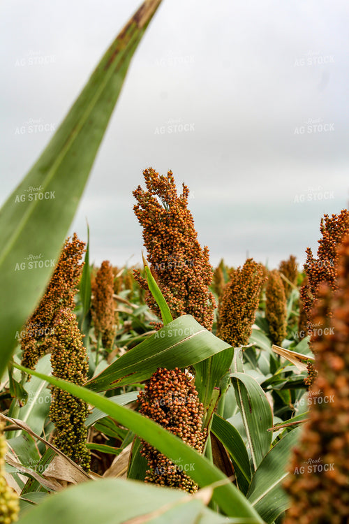 Dough Stage Sorghum 237014