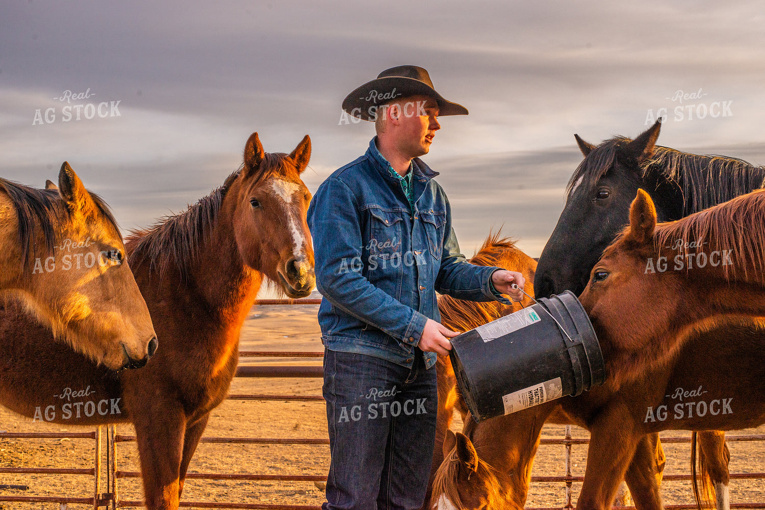 Rancher Feeding Horses 299093